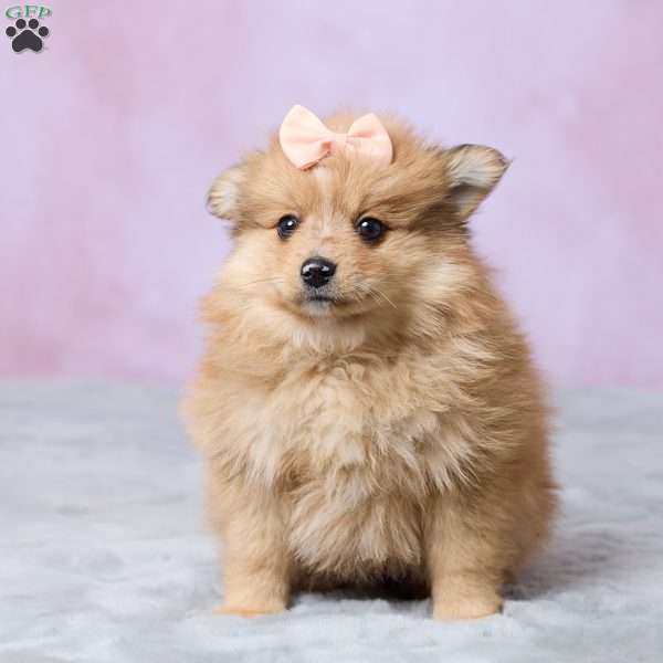 Lilly, Pomeranian Puppy